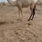 شقحا كفو
