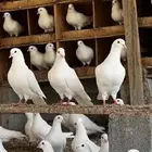حمام فرنسي جامبو