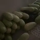 حبحب الجوف شرط على السكين