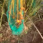البيع فراخه نخل شمشوله ونبته حصان