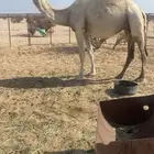 وضحا لقحه