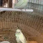 فروخ بادجي