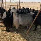 معزا عوارض مضاريع ودفيع ((تم البيع))