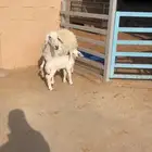 حريه متبع
