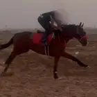 احصان انتاج بطل وجاهز للشواط