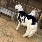 خروف نجدي فاخر