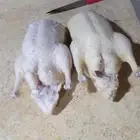للبيع بط بكيني