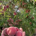 شتلات مثمر لوزيات وحمضيات وتين ورمان انواع واحجام