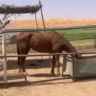 حصان خصي هادي