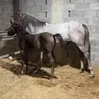 فرس شعبيه