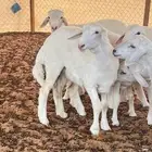 ابو عبدالله للذبايح
