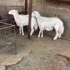 رخال صنف
