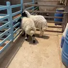 خرفان ذبايح