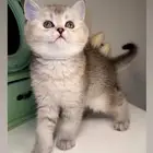سكوتش ستريت فولد قطط للبيع المدينة قطوه قطه بسه شيرازي انثى