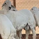 ابو عبدالله للذباح