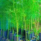 شتلات باركنسونيا شوكة الفرس