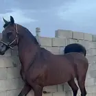 حصان شعبي