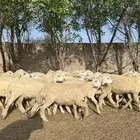طليان ورخال حريات العدد 27 الطليان 19 والرخال 9 كلها تضحي