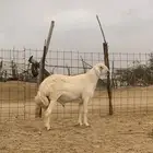 مشروع فحل حري صنف الصنف