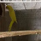جوز دره هولندي لاتينو (اصفر)