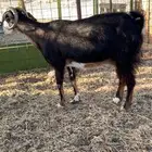 للبيع عنز دافع له فوق اربع شهور طيبه نضيفه شرط