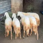 خرفان للبيع