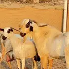 تيس بيشي صنف