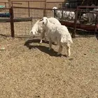 رخال حرش