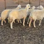 غنم