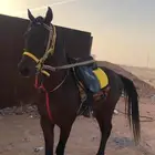 حصان للإيجار
