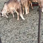 سواكني تربيه مع السلخ والتوصيل