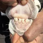 شاه صنف جذعه