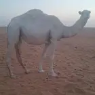 الشتاء تدخل جذعه بكره للبيع