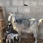 عنز خلفه