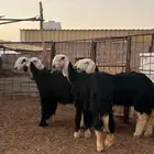 رخال نجد صنف