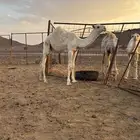 قعود للبيع
