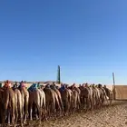 مطلوب مطلوب ابكار او قعدان نوعيات وديايع النص بنص