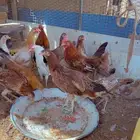 دجاج بشاير مميز الخرج