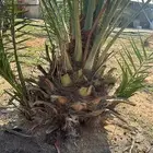 جثايث اخلاص وسكري وبرحي