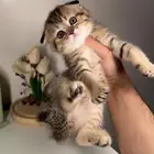 قطط للبيع قطط الرياض سكوتش هملايا شيرازي متجر قطط اقساط تابي