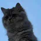 قطط لتبني