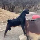 فحل ماعز