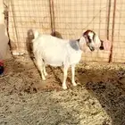 معزا دفيع