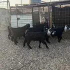 جفران عوارض طيبه