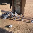 بيع حمام زاجل 30 جوز