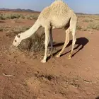 حاشي لباني