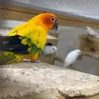 ذكرين صن كنيور منتجه ( تم البيع )