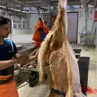 ذبايح سواكني تربايه طيبه ونظيفه وجزله