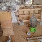 قرزل زاجل سباق