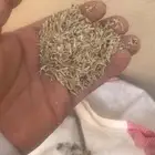 بذر مخلوط